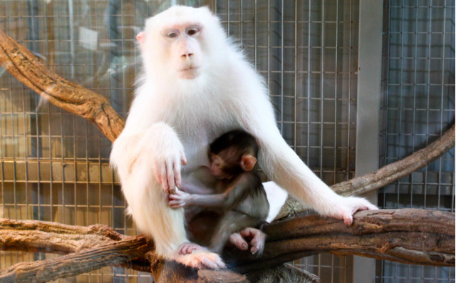 albino monkey